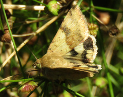 Heliothis viriplaca