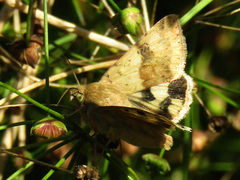 Heliothis viriplaca