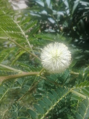 Frieseomelitta paupera