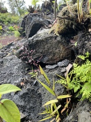 Isachne distichophylla