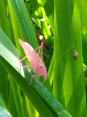 Amblycorypha oblongifolia