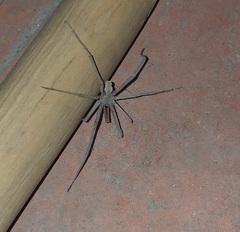 Kukulcania