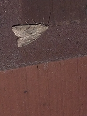 Cosmia trapezina