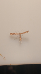 Oxyptilini