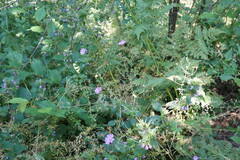 Geranium asphodeloides