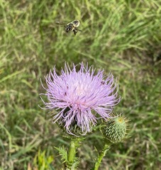 Megachile mendica