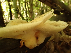 Favolus brasiliensis