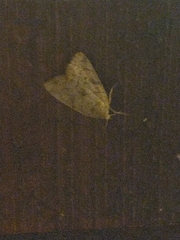 Cosmia trapezina