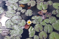 Nymphaea odorata