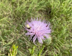 Megachile mendica