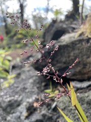 Isachne distichophylla
