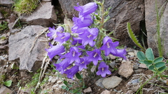 Campanula speciosa