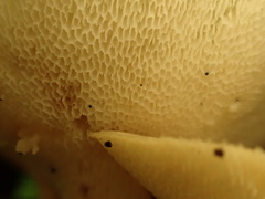 Favolus brasiliensis