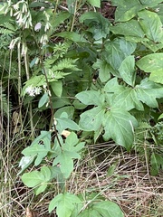 Nabalus trifoliolatus