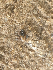 Chilothorax distinctus