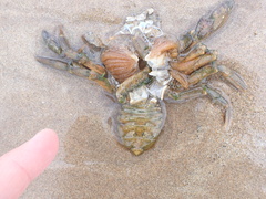 Carcinus maenas