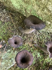 Craterellus