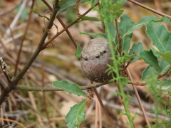 Andricus quercustozae