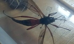 Tanyptera atrata