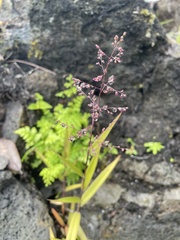 Isachne distichophylla
