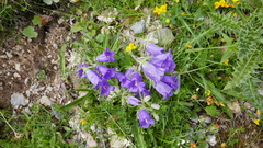 Campanula speciosa