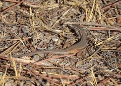 Psammodromus algirus