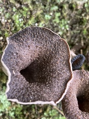 Craterellus
