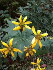 Rudbeckia