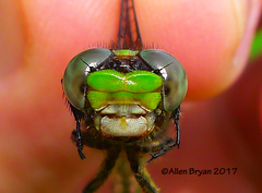 Ophiogomphus susbehcha