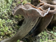 Craterellus