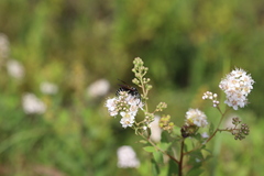 Dolichovespula arctica