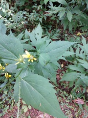Rudbeckia