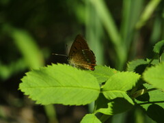 Lycaena virgaureae
