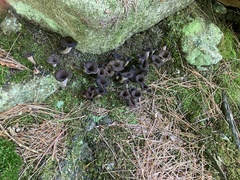 Craterellus