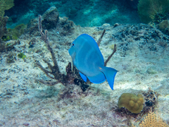 Acanthurus coeruleus