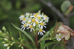 Doellingeria umbellata