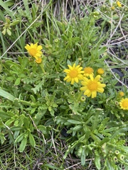 Senecio pinnatifolius