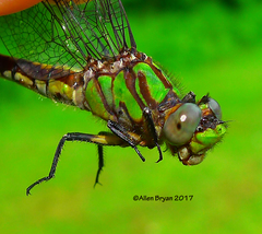 Ophiogomphus susbehcha