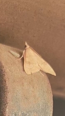 Udea lutealis