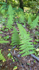 Polypodiopsida
