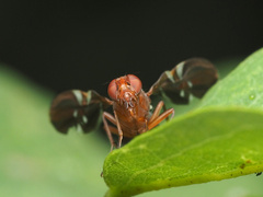 Delphinia picta