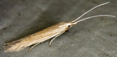Coleophora