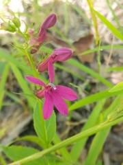 Lobelia × speciosa