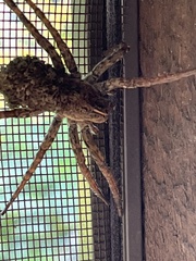 Tigrosa georgicola