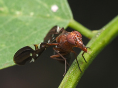 Delphinia picta