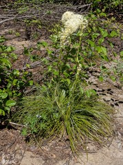Xerophyllum tenax