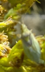 Harmostes reflexulus