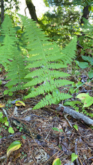 Polypodiopsida