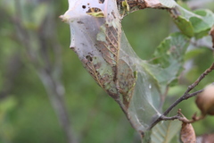 Malacosoma americana