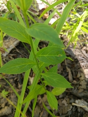 Lobelia × speciosa